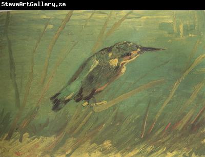 Vincent Van Gogh The Kingfishe (nn04)